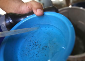 Conheça mitos e verdades sobre o mosquito Aedes aegypti e a dengue