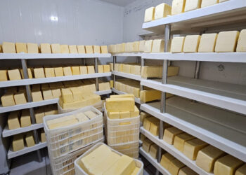 Produção de queijo em Sergipe alcança novo patamar com Selo de Inspeção Estadual