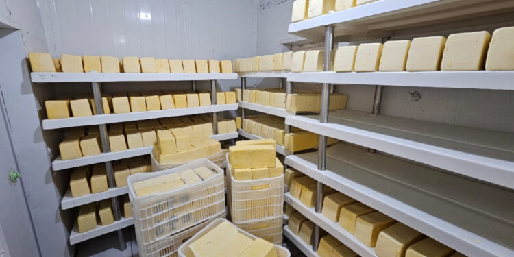 Produção de queijo em Sergipe alcança novo patamar com Selo de Inspeção Estadual