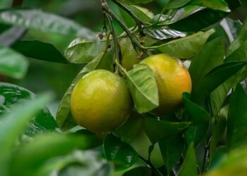 Safra de laranja em Sergipe deve ter aumento de 15% em 2024