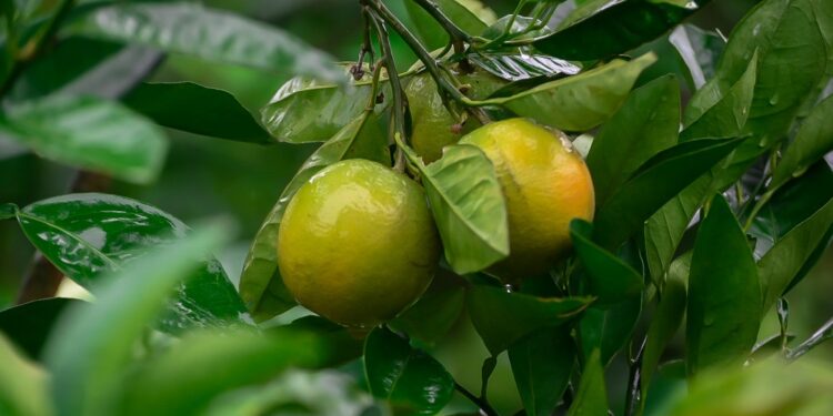 Safra de laranja em Sergipe deve ter aumento de 15% em 2024