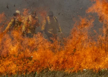 Pantanal acumula em 12 meses mais de 9 mil focos de incêndio