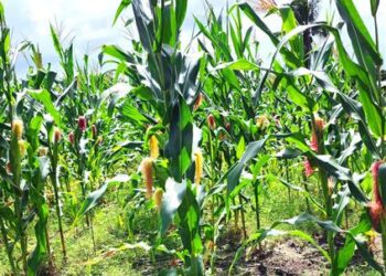 Apoio da Prefeitura de Estância garante colheita excepcional de milho-verde na zona rural