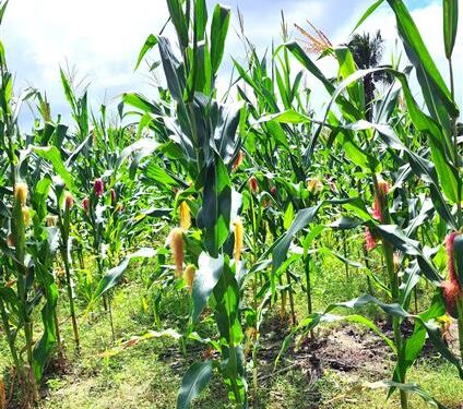 Apoio da Prefeitura de Estância garante colheita excepcional de milho-verde na zona rural