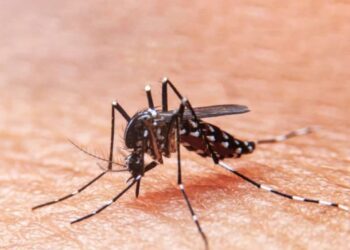 Mais de 80% dos casos de dengue do mundo estão no Brasil, atesta OMS