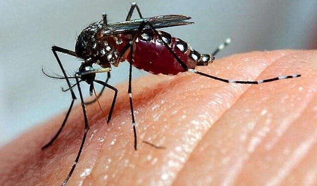 Brasil registra novo recorde da dengue com mais de 6 milhões de casos e 4 mil mortes
