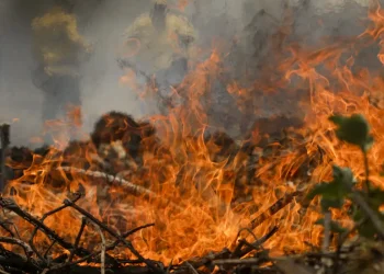 Quase 1/4 do território brasileiro pegou fogo nos últimos 40 anos