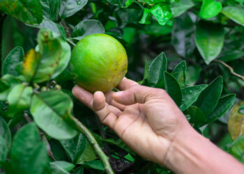 Emdagro estima alta de 15% na safra da laranja em Sergipe