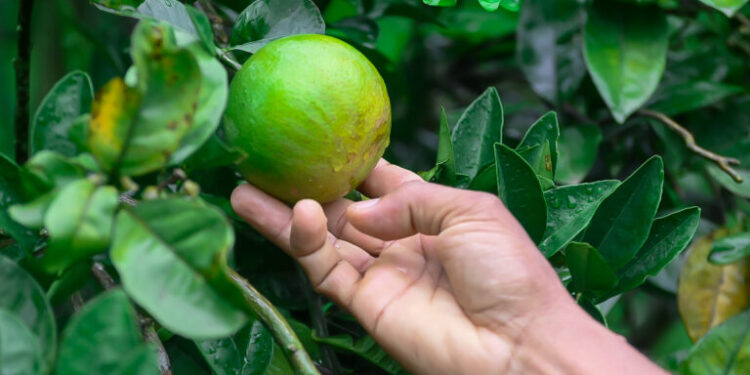 Emdagro estima alta de 15% na safra da laranja em Sergipe