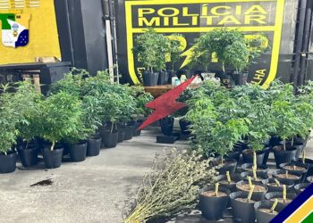PM prende suspeito e apreende pés de maconha em imóvel do Bairro Santa Maria
