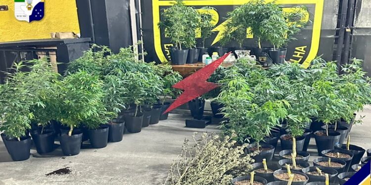 PM prende suspeito e apreende pés de maconha em imóvel do Bairro Santa Maria