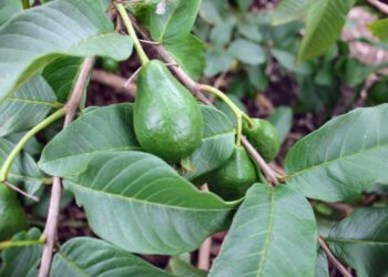 Nova variedade de goiaba foi apresentada em dia de campo no perímetro Califórnia