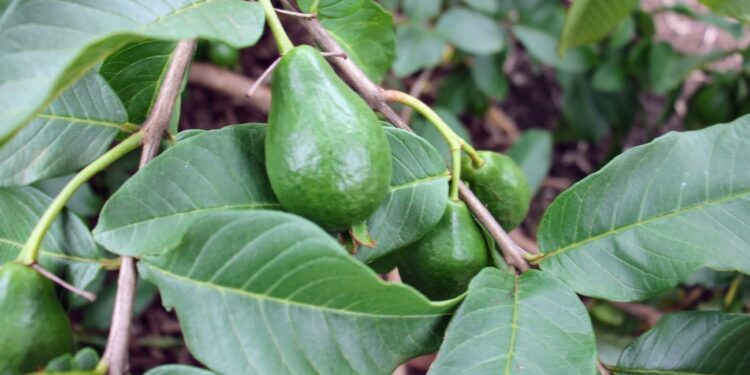 Nova variedade de goiaba foi apresentada em dia de campo no perímetro Califórnia
