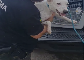 Depama resgata cão em situação de abandono no bairro Porto Dantas