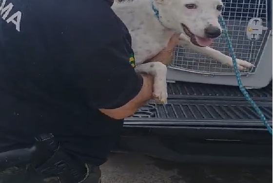 Depama resgata cão em situação de abandono no bairro Porto Dantas