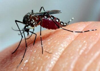 Brasil registra mais mortes por dengue em seis meses que em sete anos somados
