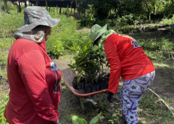 Mata do Junco recebe cerca de 14 mil mudas nativas em Capela