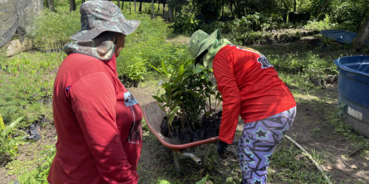 Mata do Junco recebe cerca de 14 mil mudas nativas em Capela