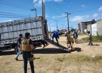 Depama indicia dois proprietários por abandono de animais soltos em rodovia na Zona de Expansão de Aracaju