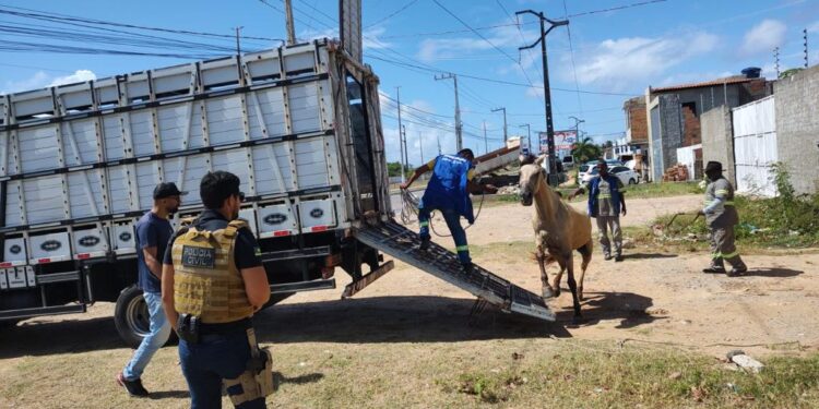 Depama indicia dois proprietários por abandono de animais soltos em rodovia na Zona de Expansão de Aracaju