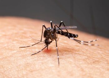 Vacina do Butantan contra dengue demonstra proteção de quase 90% contra casos graves
