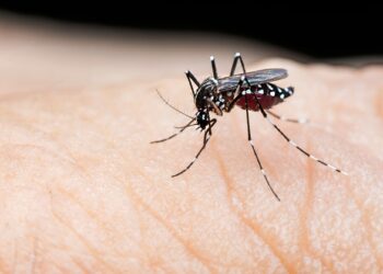 Brasil se aproxima de 5 mil mortes por dengue em 2024