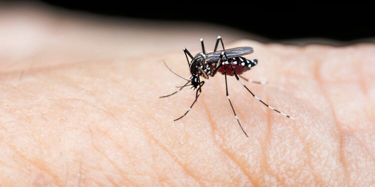 Brasil se aproxima de 5 mil mortes por dengue em 2024
