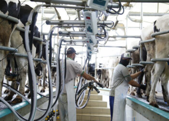 Sergipe mantém alta na aquisição e beneficiamento do leite