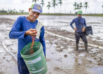 Safra de arroz deve ser superior a 41 mil toneladas em Sergipe em 2024