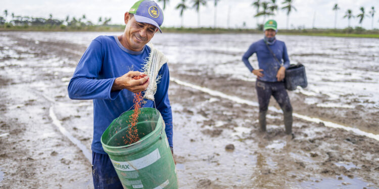 Safra de arroz deve ser superior a 41 mil toneladas em Sergipe em 2024