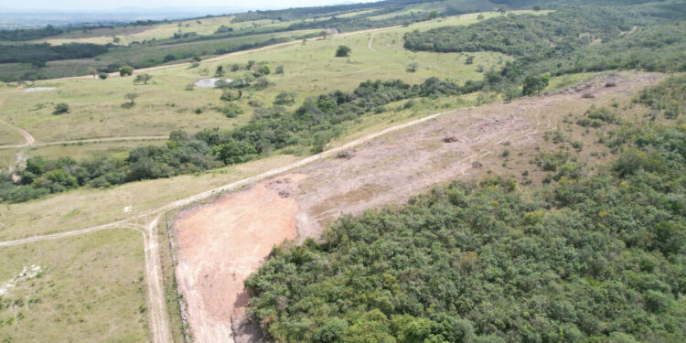 Fiscalização constata retirada irregular de vegetação em Itabaiana