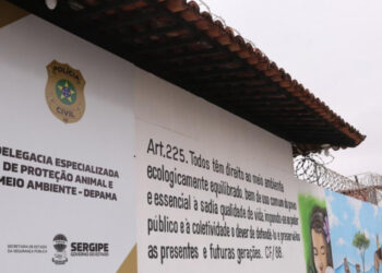 Polícia Civil indicia por maus-tratos, omissão de cautela e exposição a risco tutor da jiboia resgatada após cair do oitavo andar de prédio em Aracaju