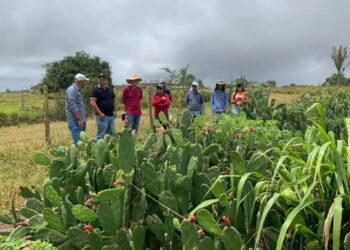 Dia de Campo do projeto Forrageiras para o Semiárido será realizado em Glória