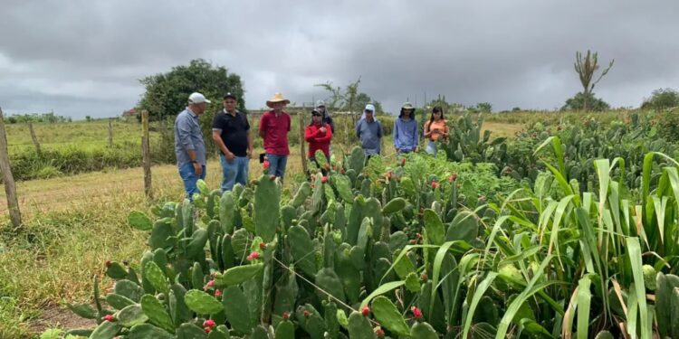 Dia de Campo do projeto Forrageiras para o Semiárido será realizado em Glória