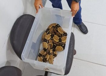 Polícia Civil informa que tutor de jiboia que caiu do oitavo andar responderá por crime ambiental