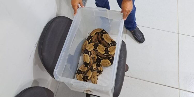 Polícia Civil informa que tutor de jiboia que caiu do oitavo andar responderá por crime ambiental