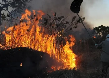 MPF aciona justiça para contratação de brigadistas contra incêndios