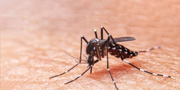 Prefeitura de Aracaju inicia coleta do quinto LIRAa de 2024