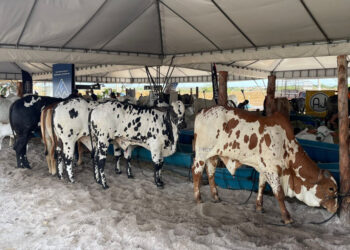 Expo Glória 2024 começa com expectativa de fortalecimento do agro