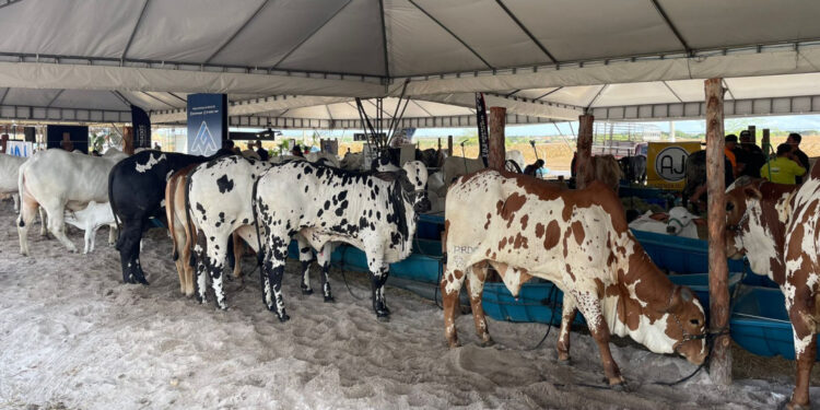 Expo Glória 2024 começa com expectativa de fortalecimento do agro