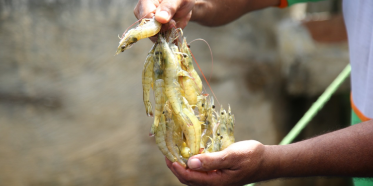 Qualidade da água garante saúde na criação de peixes e camarões