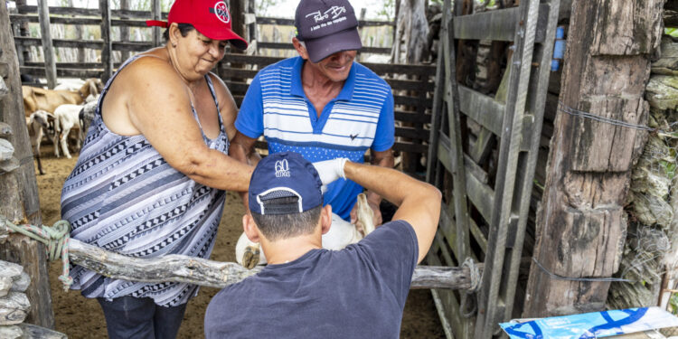 Governo de Sergipe leva ‘Mais Genética no Sertão’ para Nossa Senhora da Glória e Poço Verde