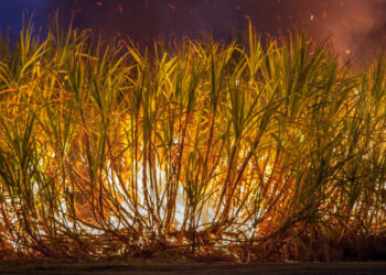 Fogo queimou 400 mil hectares de cana e vai impactar oferta de açúcar ao mercado e elevação de preços