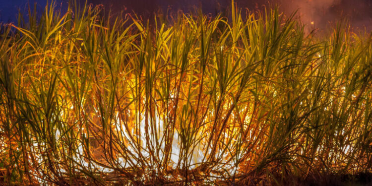 Fogo queimou 400 mil hectares de cana e vai impactar oferta de açúcar ao mercado e elevação de preços