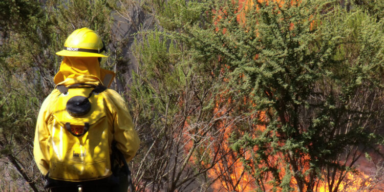 Brigadistas ganham R$ 1.412 para combater chamas no Brasil