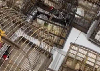 Polícia Civil realiza operação contra criação irregular de pássaros silvestres em Propriá