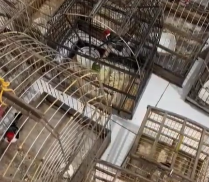 Polícia Civil realiza operação contra criação irregular de pássaros silvestres em Propriá