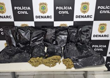 Durante investigações Polícia Civil apreende 7kg de ‘flor de cannabis’