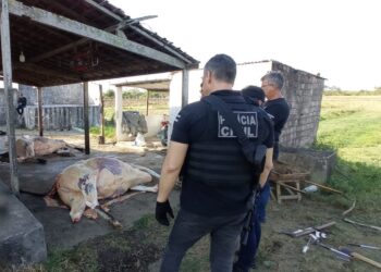 Ação desativa abatedouro clandestino de gado no município sergipano de Propriá