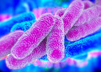 Superbactéria que representa risco de saúde global é detectada na Região Nordeste do país